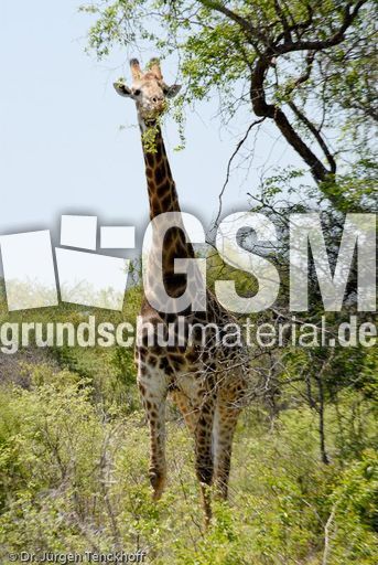 Giraffe (3 von 94).jpg
